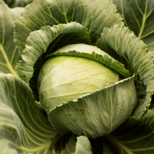 Fresh Cabbage